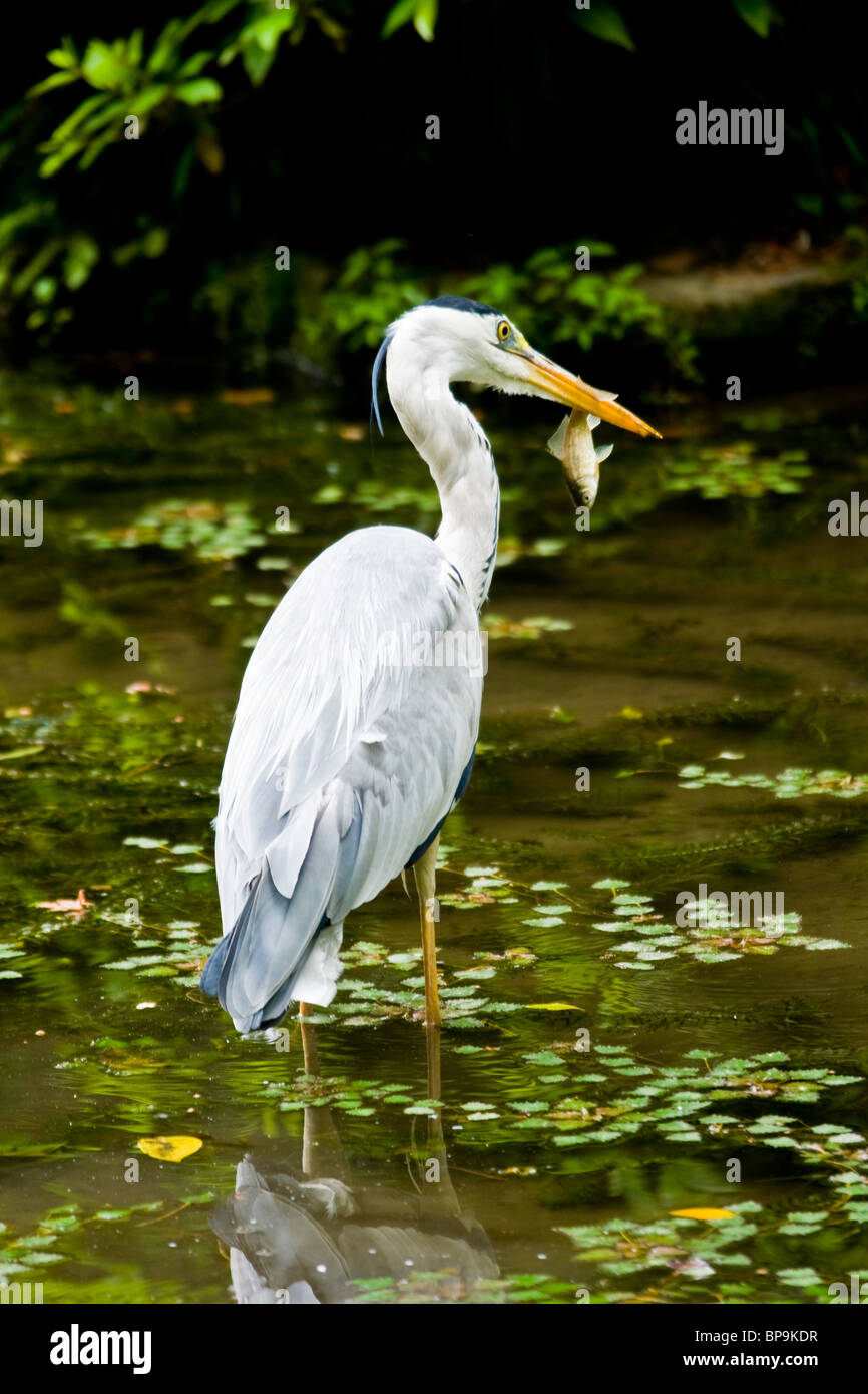 A heron catches a small fish whilst standing in a pond in Japan. Stock Photo