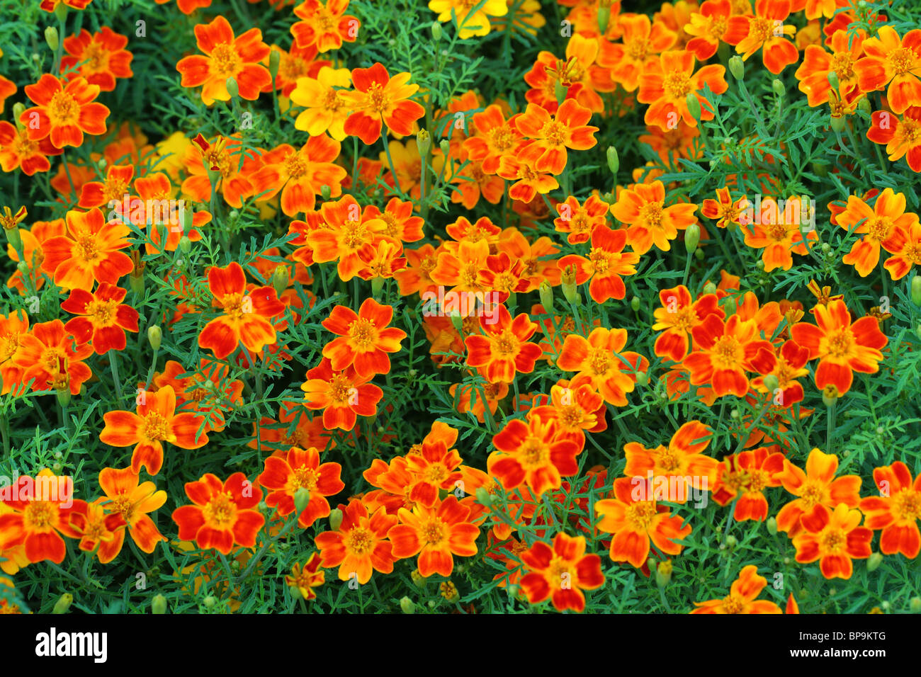 Marigolds flowers close up Tagetes Stock Photo