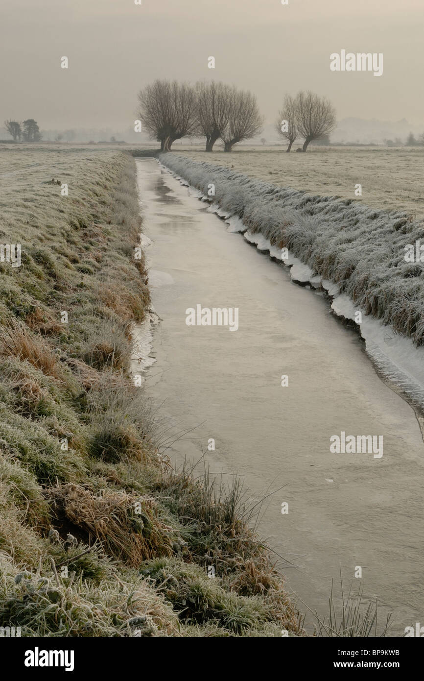 A frozen rhyne leading to a group of pollarded Willow (Salix fragilis) trees on the Somerset Levels. Stock Photo