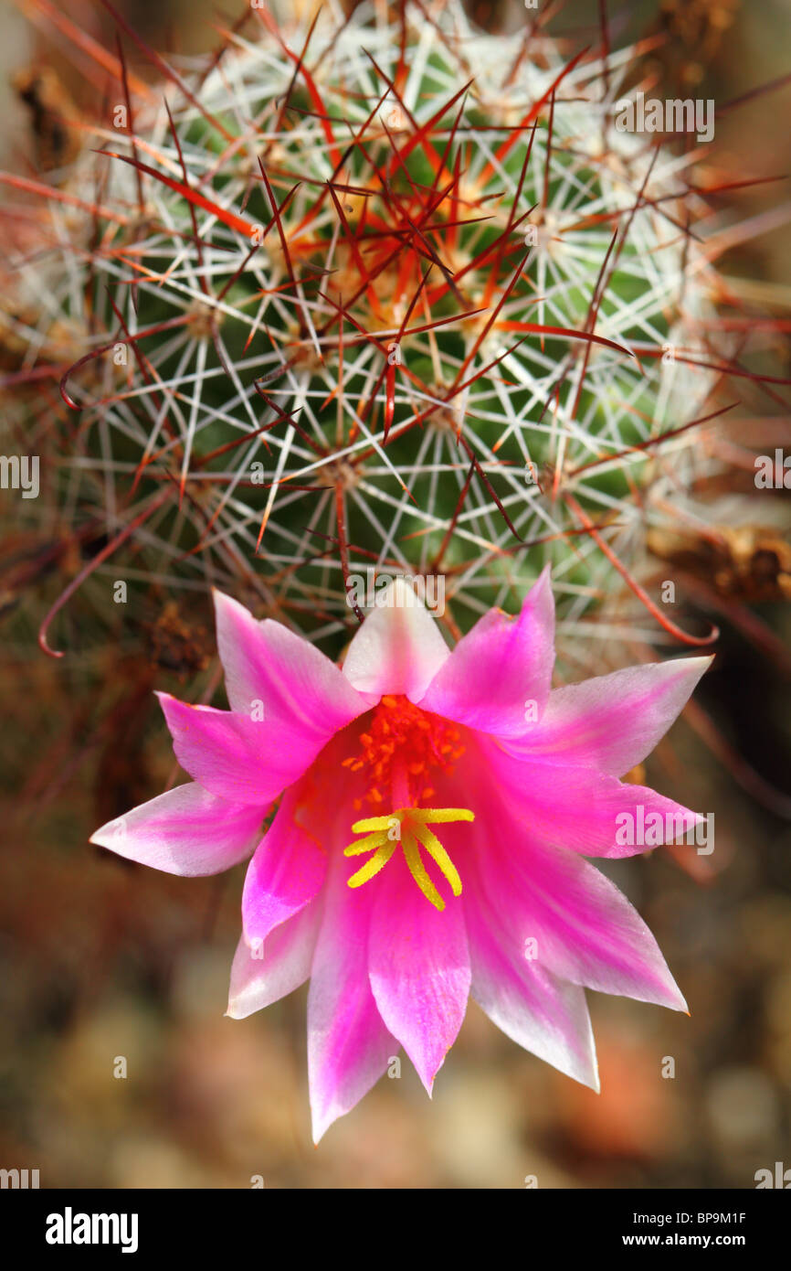 Mammillaria microcarpa hi-res stock photography and images - Alamy