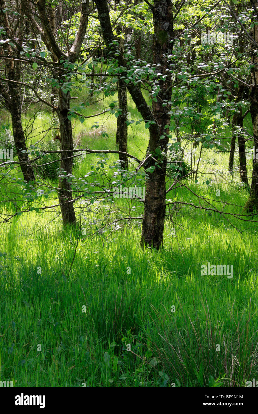 Galloway Forest Park at Kirroughtree Visitor Centre near Newton Stewart