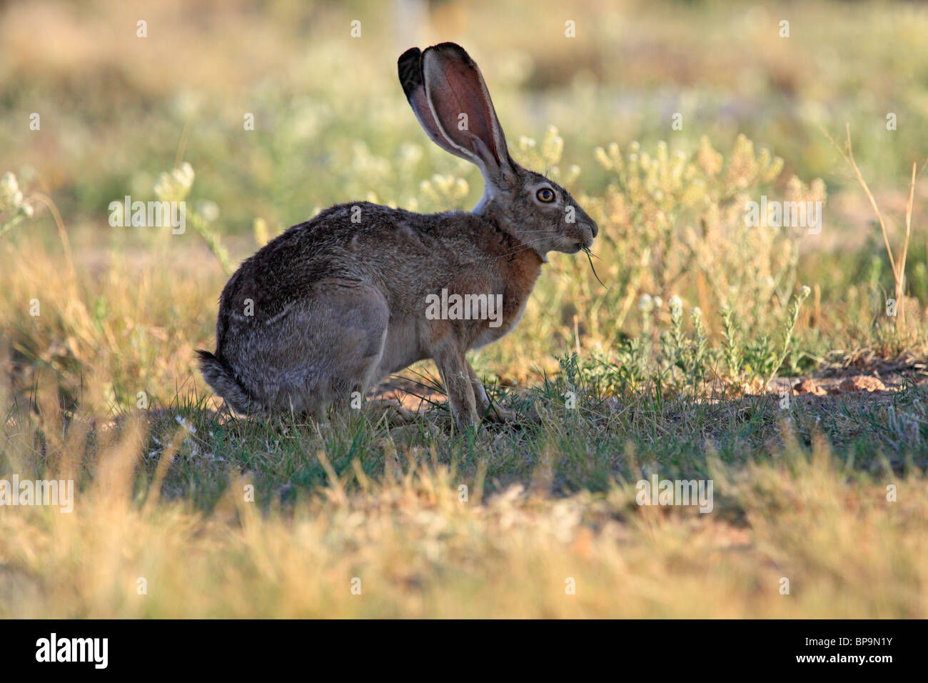 Jack Rabbit Usa >> Black Tailed Jackrabbit Or Desert Hare Lepus Californicus Arizona Jack Rabbit Usa >> Black Tailed Jackrabbit Or Desert Hare Lepus Californicus Arizona