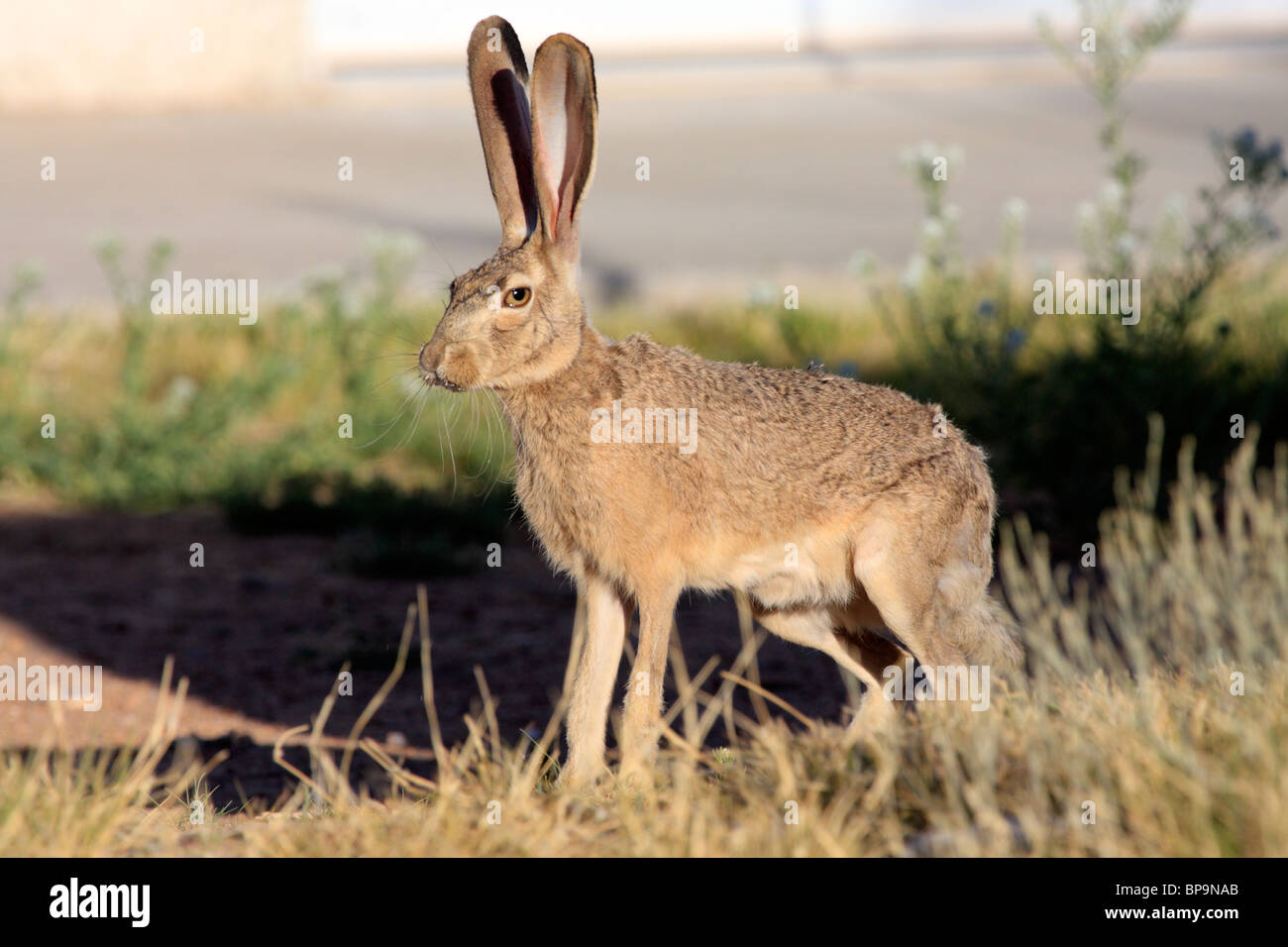 Black tailed jackrabbit or desert hare (Lepus californicus), Arizona, USA Stock Photo