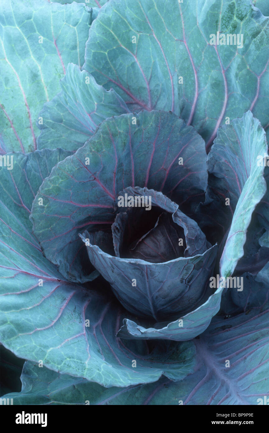 Cabbage Ruby Ball iconic vegetable with pretty blue leaves and red purple veins, a classic agricultural crop great background Stock Photo