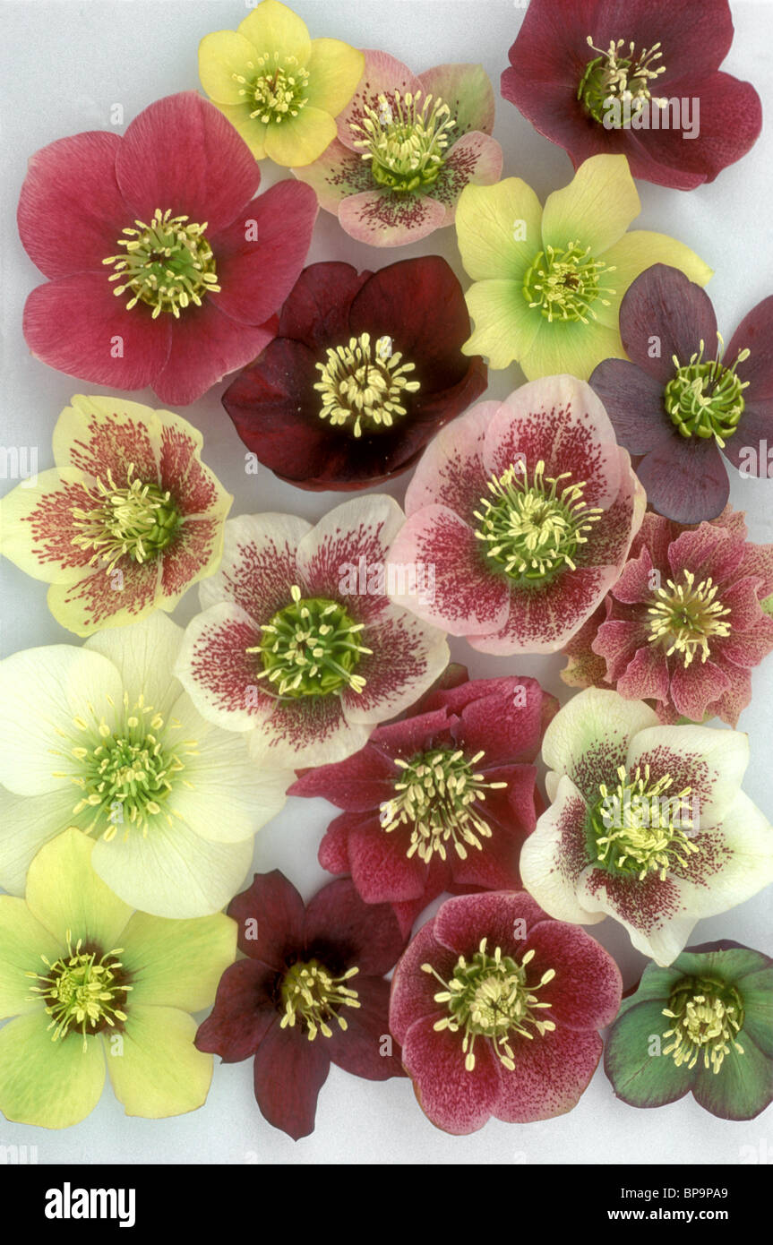 Helleborus Brandywine Mix of colors and types, variety of flower types of hellebores plants Stock Photo