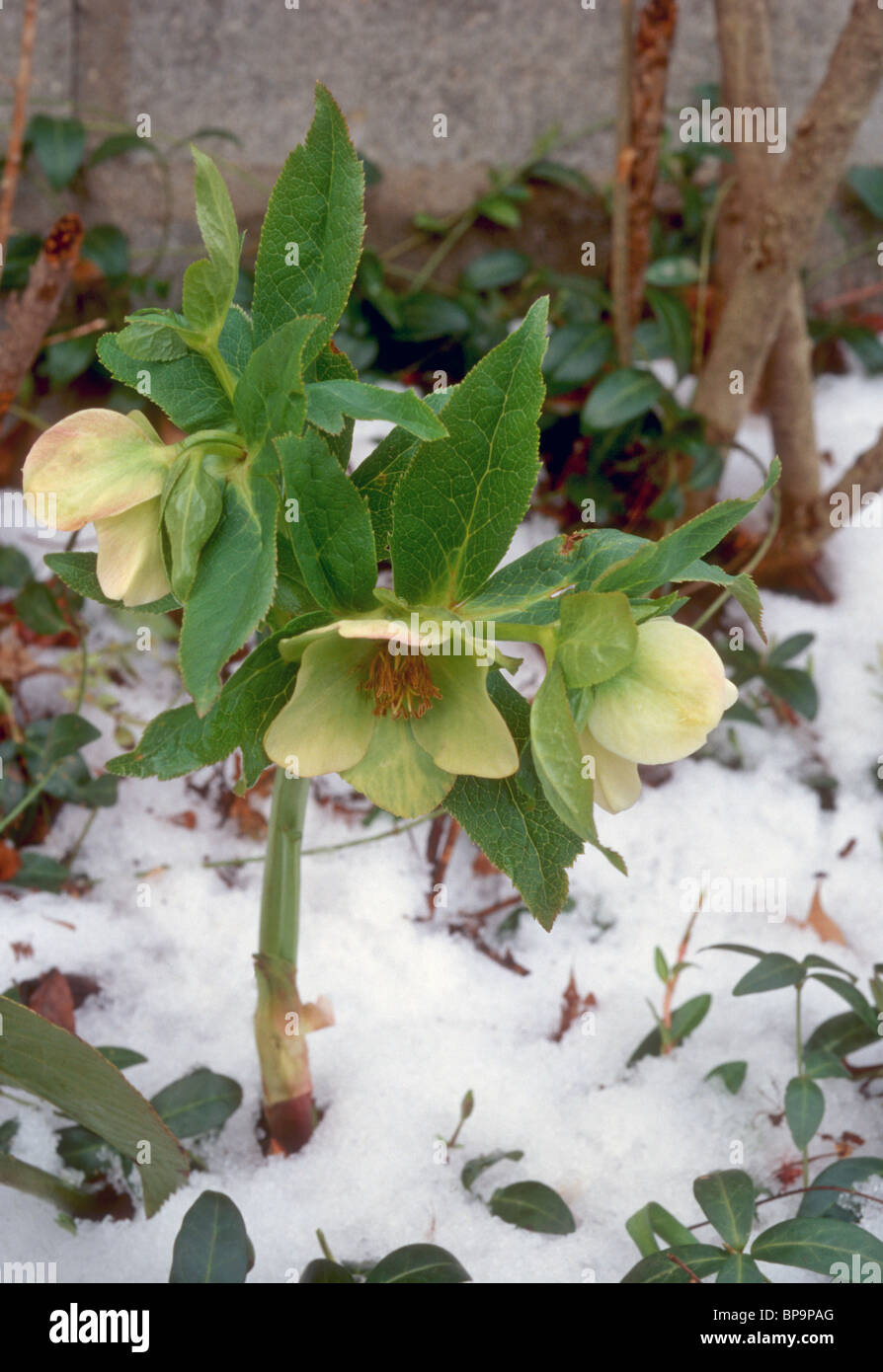Hellebore january flowering hires stock photography and images Alamy