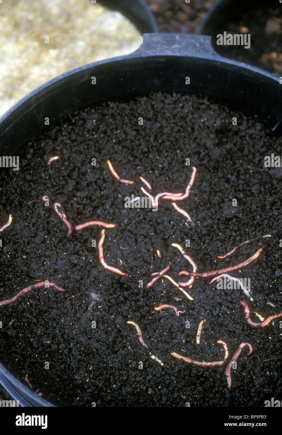 Worm compost bin vermicompost showing lid off & red worms in top layer of decomposed materials; see also 1st image closed bin Stock Photo