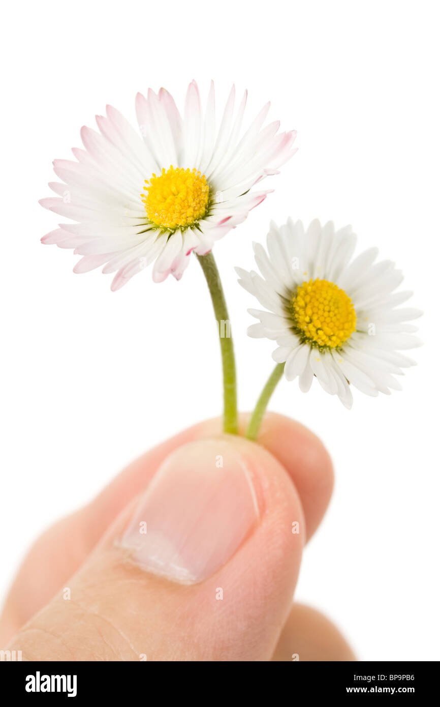 Hand holding two flowers Stock Photo