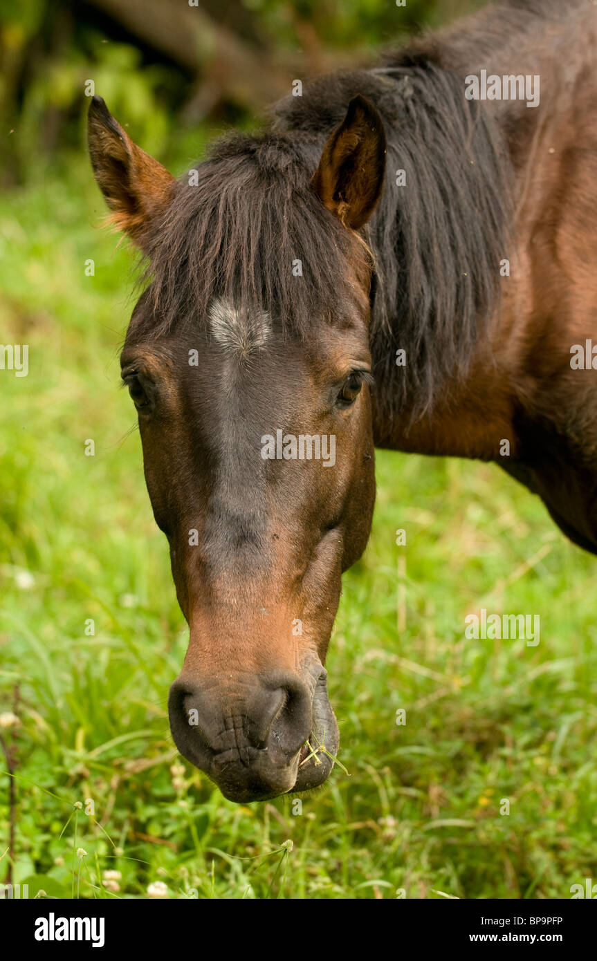 Horse grazing, Alto Mayo, Peru Stock Photo