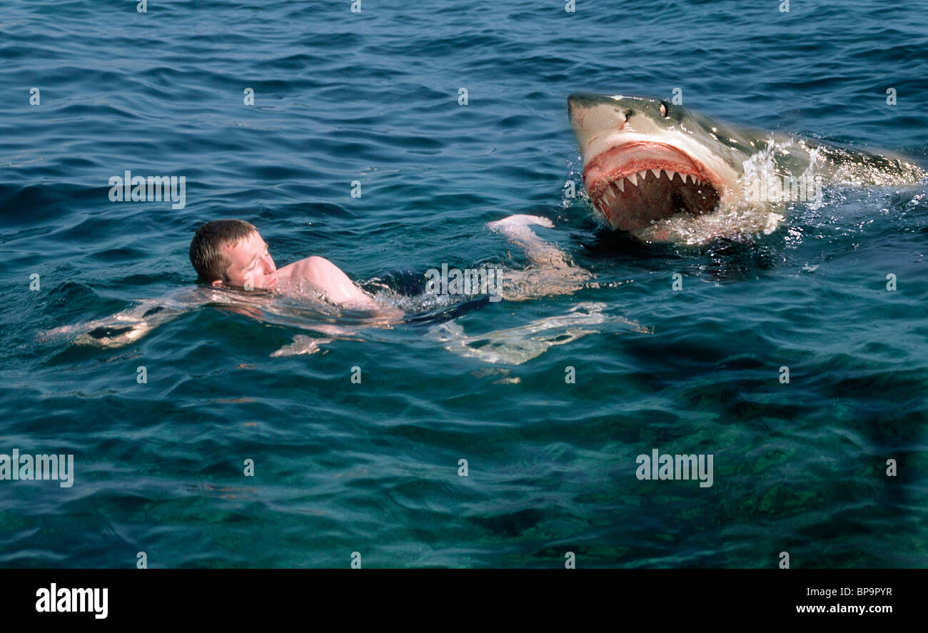 Shark attack Swimmer - Great White Shark Stock Photo - Alamy