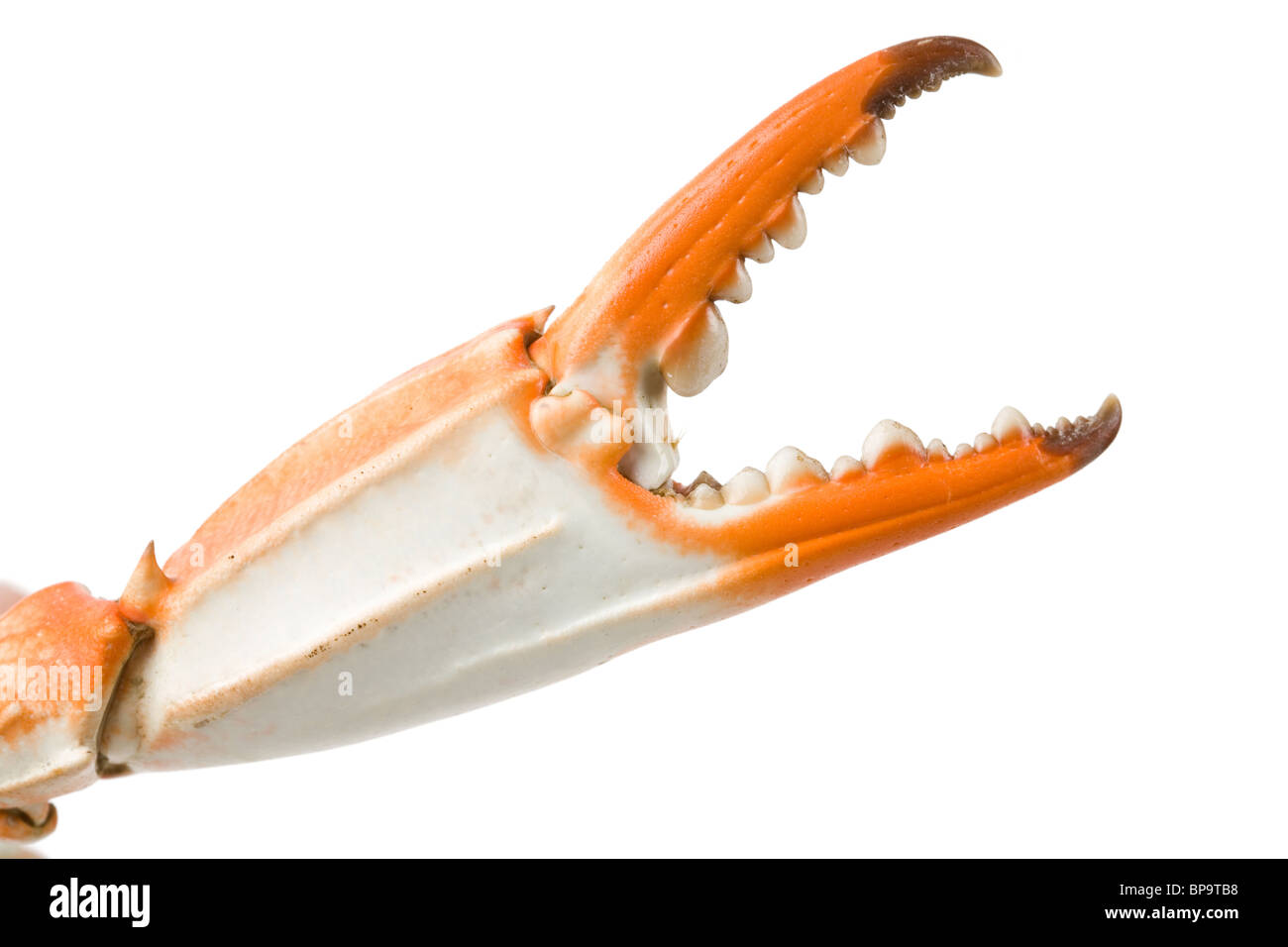 Crab Claw with white background Stock Photo