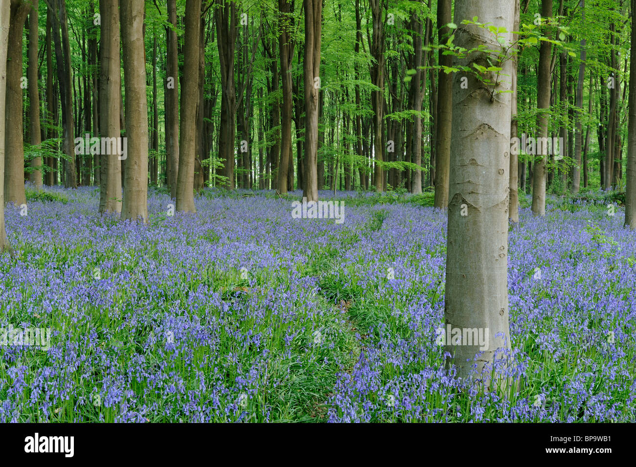 A path leading through bluebell woodland amongst the Beech trees of West Woods, Wiltshire. Stock Photo
