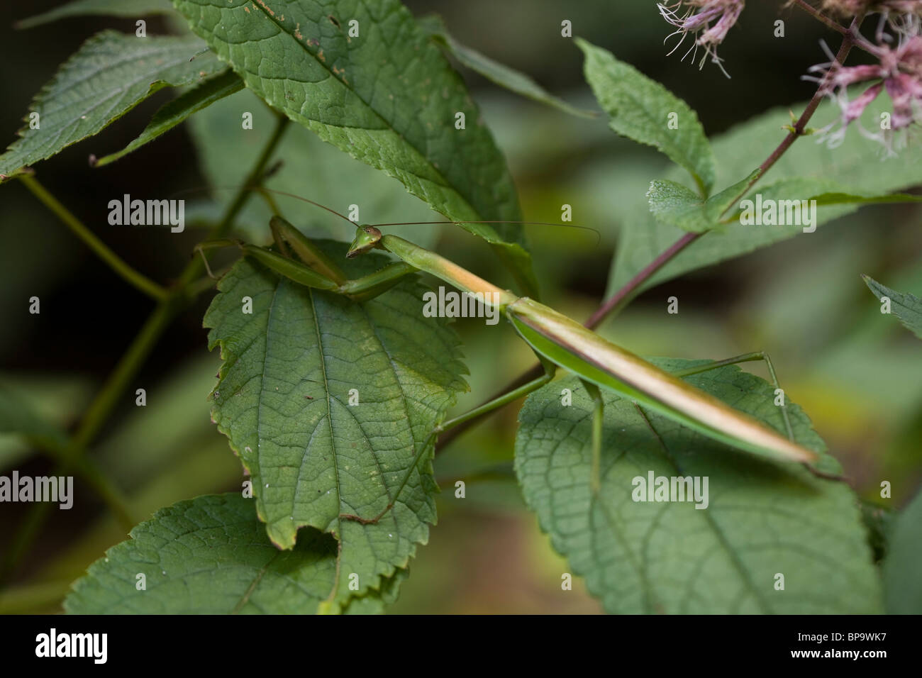 Praying mantis on leaf Stock Photo