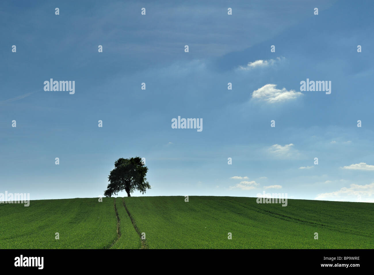 Field sky tree hi-res stock photography and images - Alamy