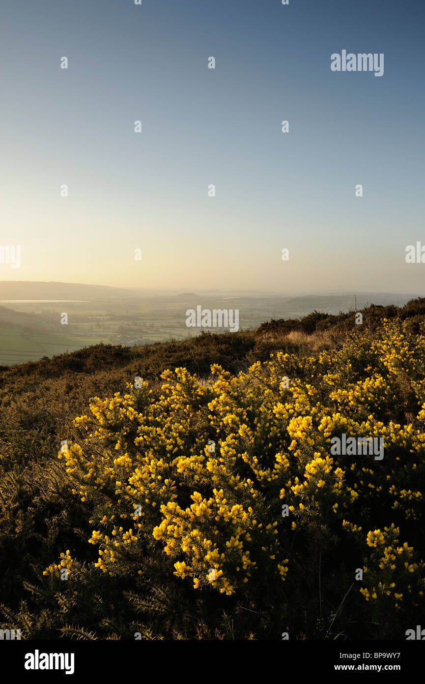 Yellow flowering Common Gorse (Ulex europaeus) growing on Crook Peak, North Somerset. Stock Photo