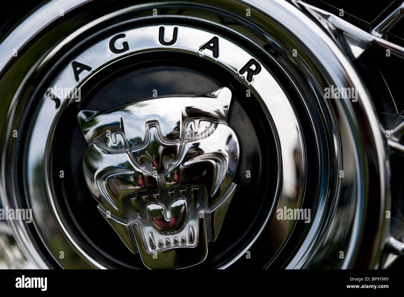 Detail of a Jaguar Stock Photo