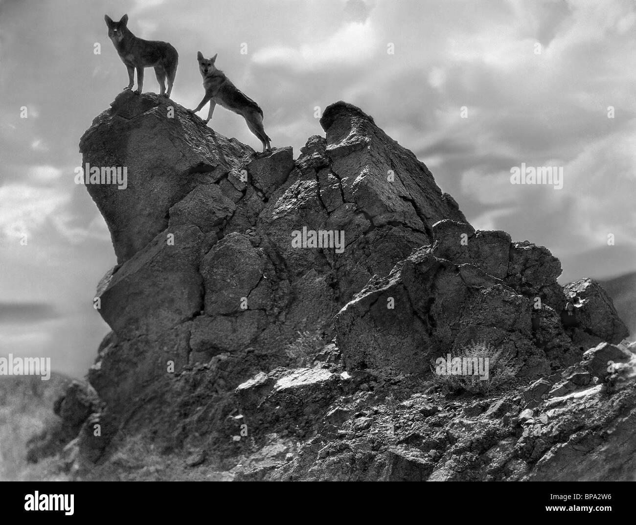 RIN TIN TIN TRACKED BY POLICE (1927 Stock Photo - Alamy