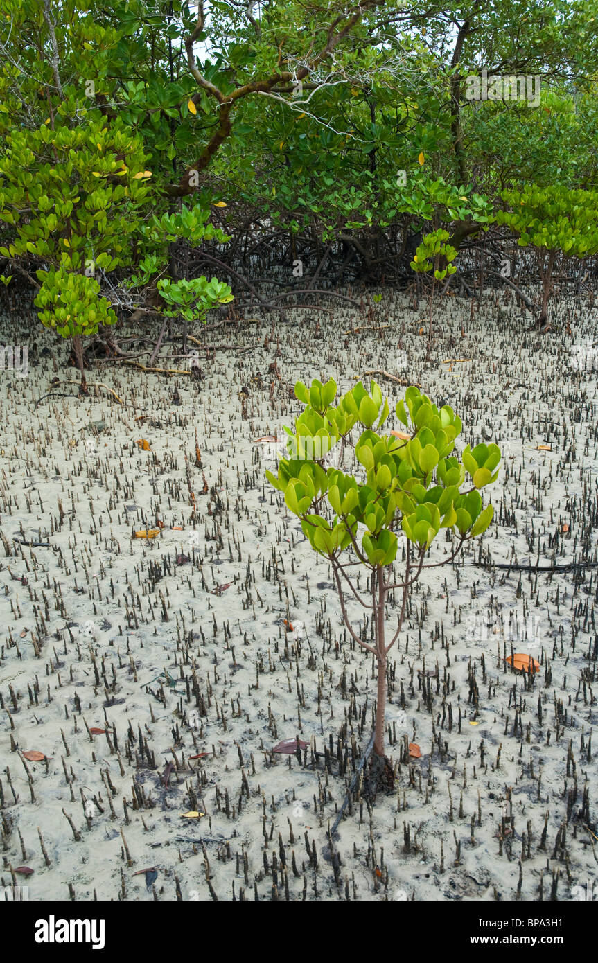 Young mangrove growing in a saline costal habitat in Kilwa Tanzania Stock Photo