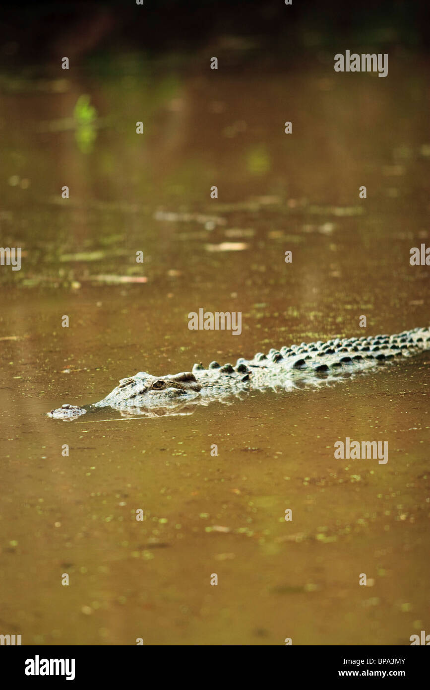 An Estuarine, or saltwater crocodile, floating in murky water at Harleys Crocodile Farm in far north Queensland. Stock Photo