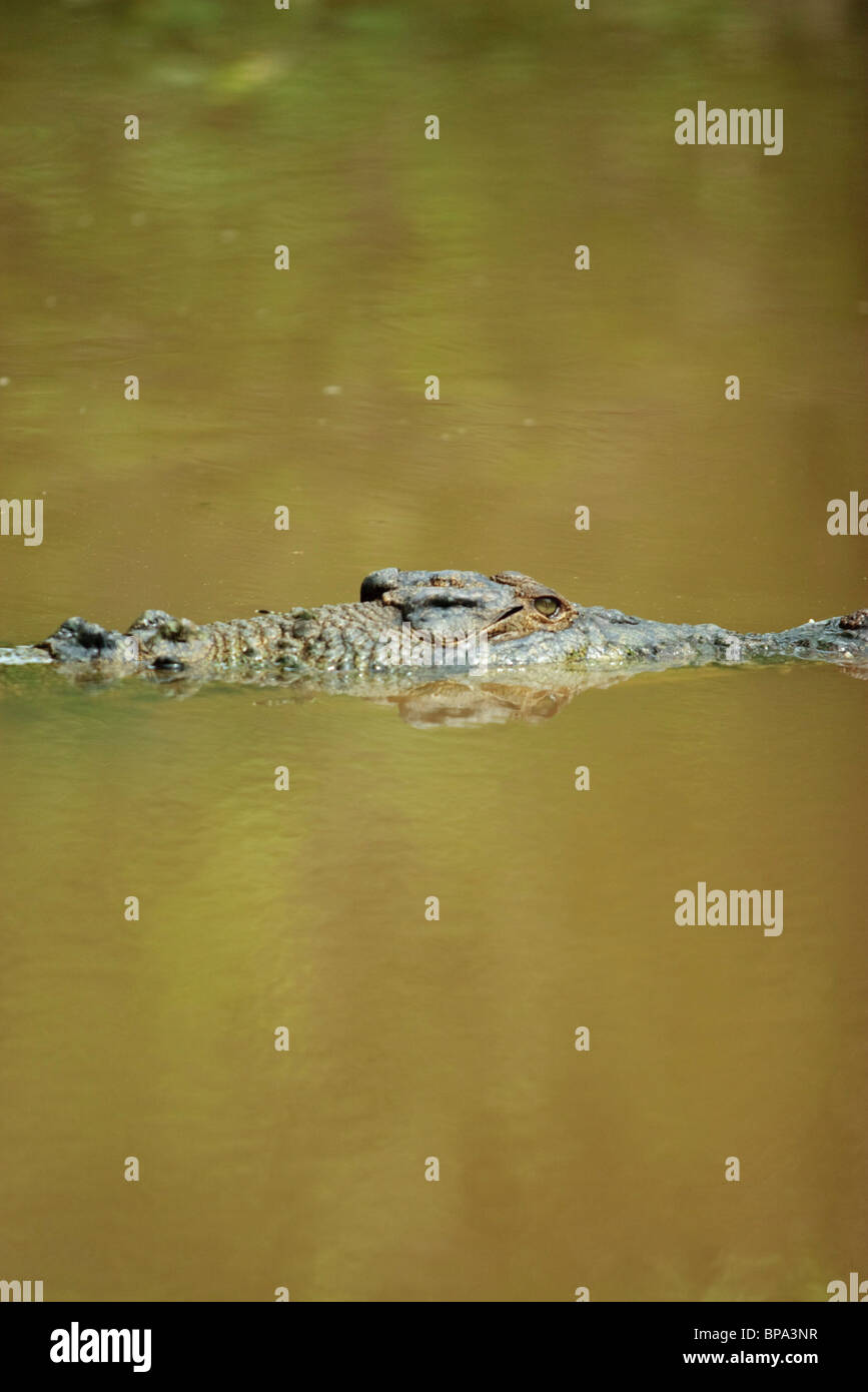 An Estuarine, or saltwater crocodile, floating in murky water at Harleys Crocodile Farm in far north Queensland. Stock Photo
