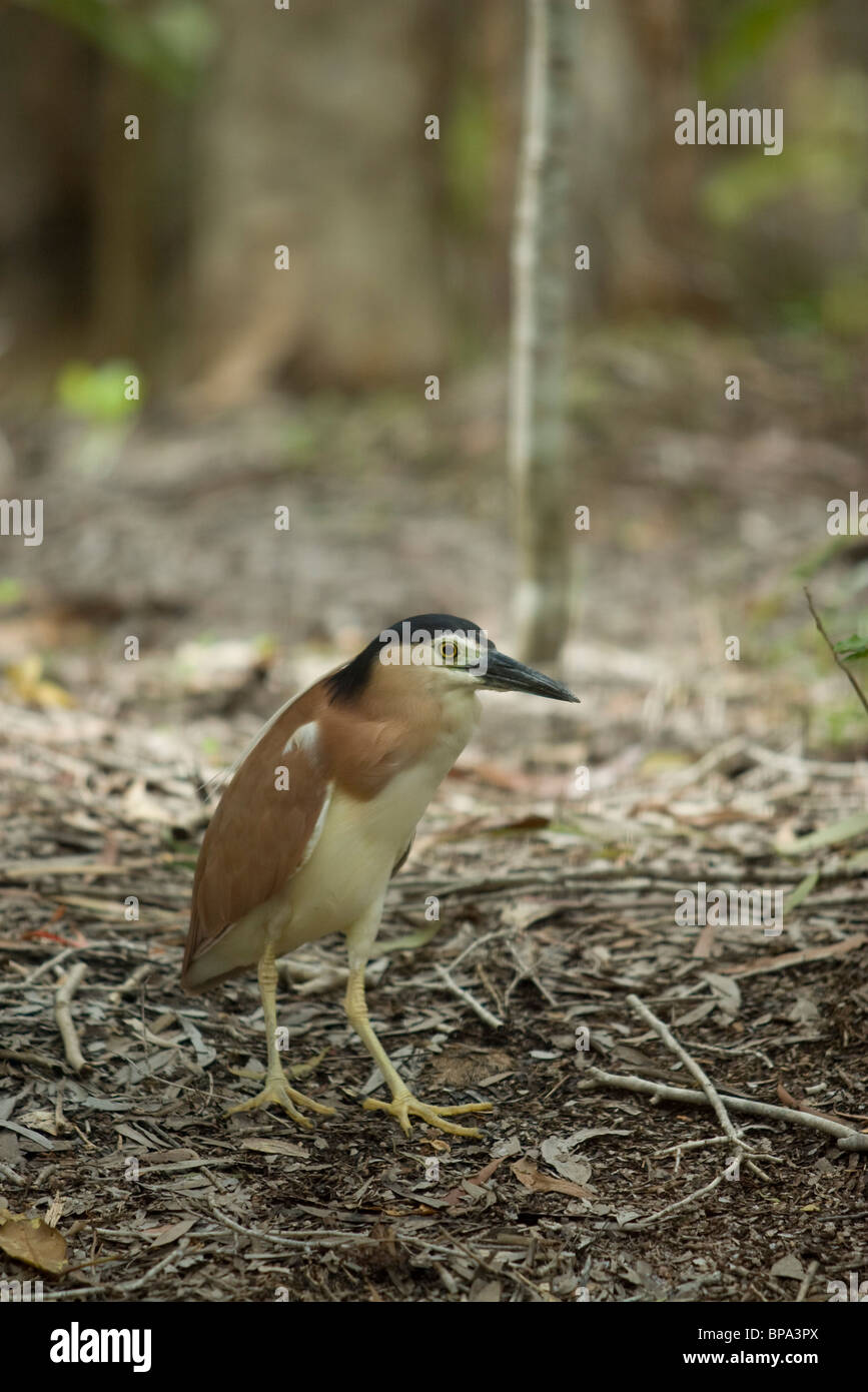 A Nankeen Night Heron (Nycticorax caledonicus) at the Harleys Crocodile Farm, Port Douglas, Queensland, Australia. Stock Photo