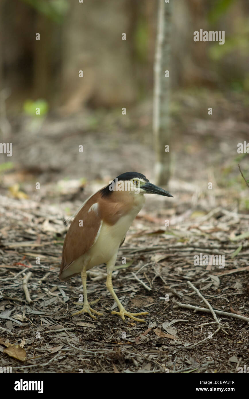 A Nankeen Night Heron (Nycticorax caledonicus) at the Harleys Crocodile Farm, Port Douglas, Queensland, Australia. Stock Photo