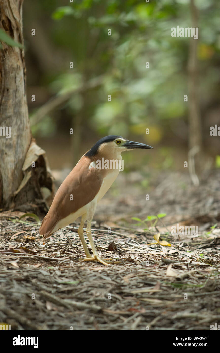 A Nankeen Night Heron (Nycticorax caledonicus) at the Harleys Crocodile Farm, Port Douglas, Queensland, Australia. Stock Photo