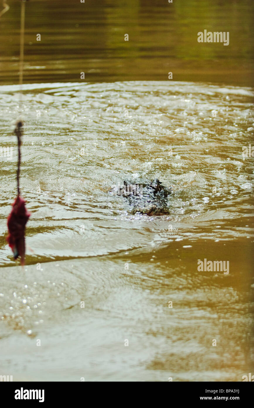 A large saltwater crocodile (Crocodylus porosus) swims towards a raw beat bait at Hartleys Crocodile Farm. Stock Photo