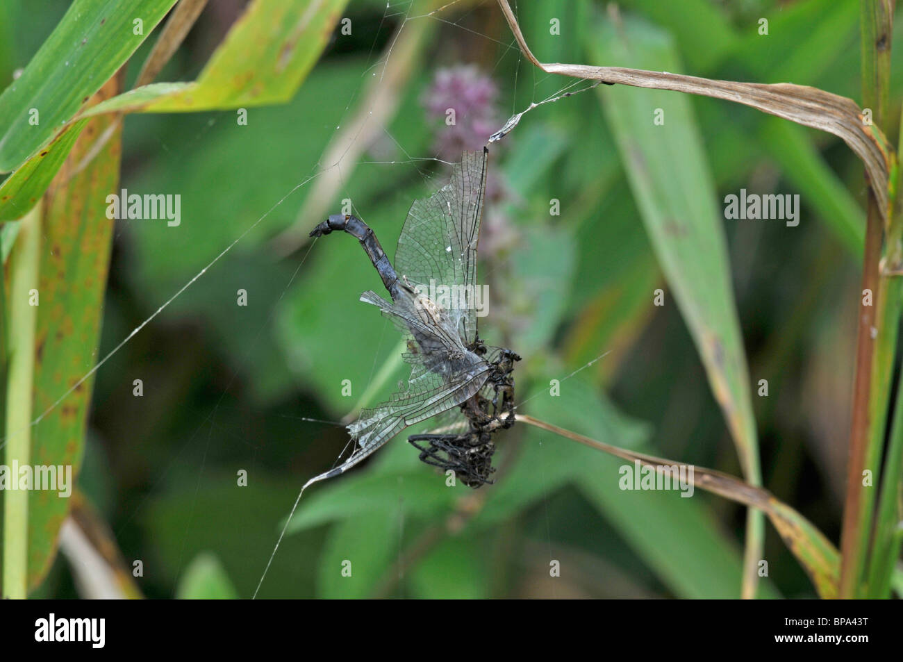 Dragonfly caught in spiders web Stock Photo
