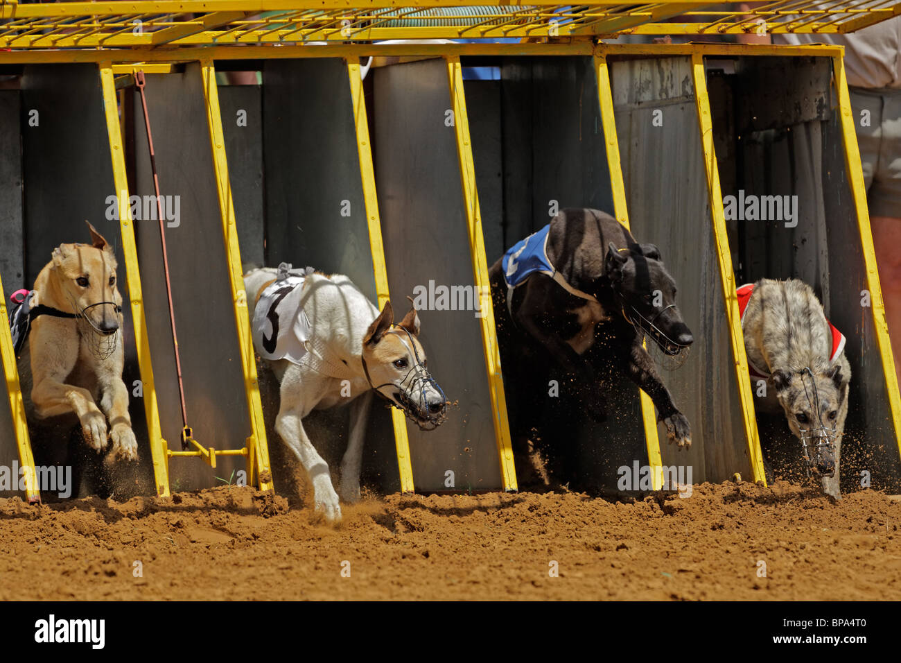 Greyhounds emerging from the starting cages during a race Stock Photo