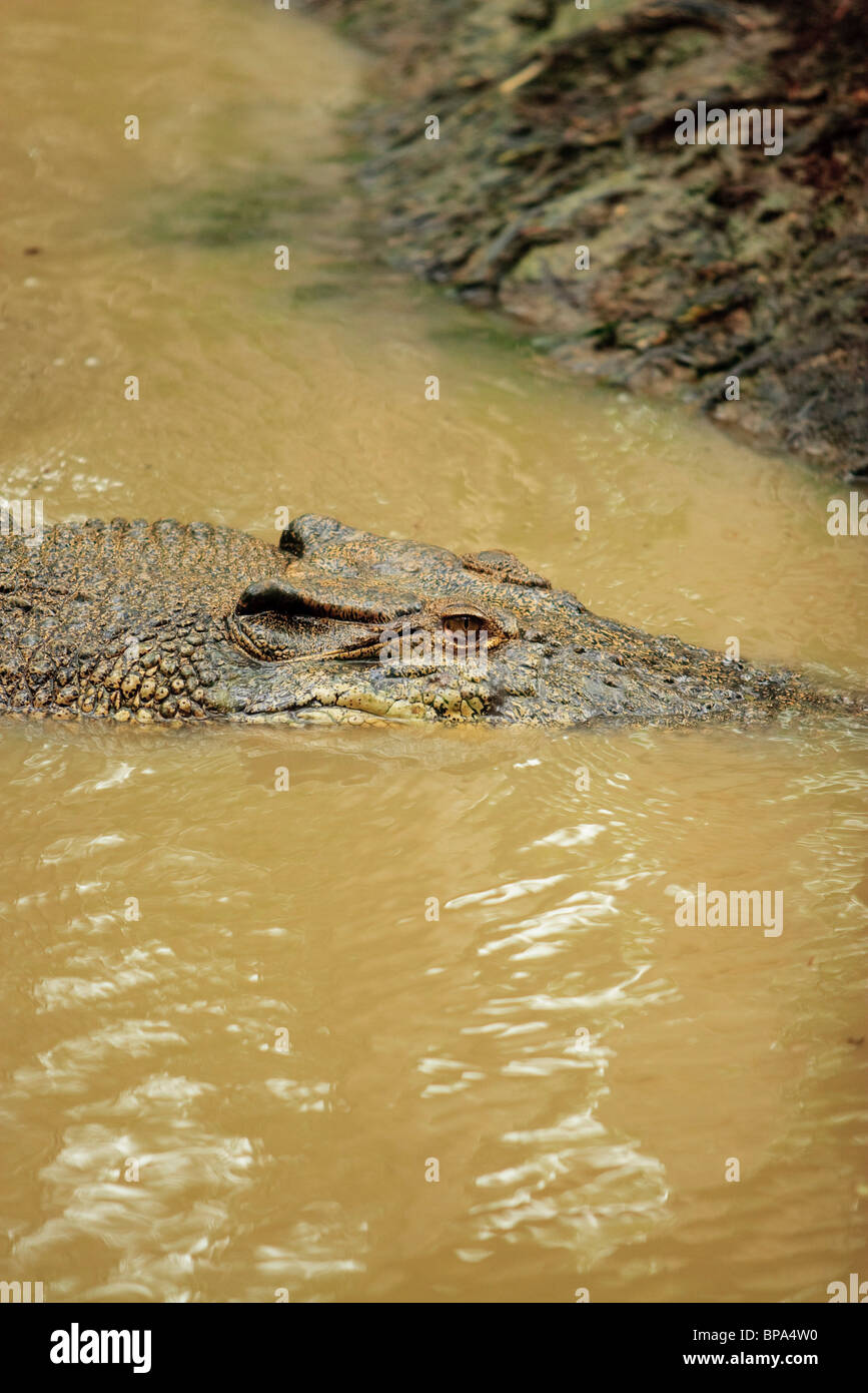 A large saltwater crocodile (Crocodylus porosus) at Hartleys Crocodile Farm, Port Douglas, Queensland, Australia. Stock Photo