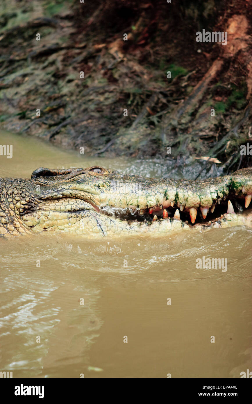 A large saltwater crocodile (Crocodylus porosus) rolls on its side to get a better grip on its prey. Hartleys Crocodile Farm. Stock Photo