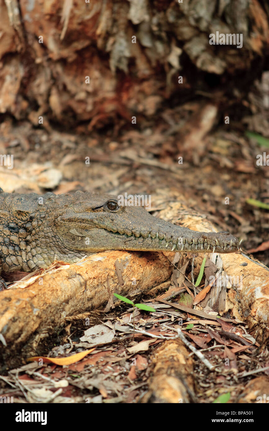 The smaller Freshwater Crocodile (Crocodylus johnstoni), is indigenous to Australia. Hartleys Crocodile Farm, Queensland Stock Photo