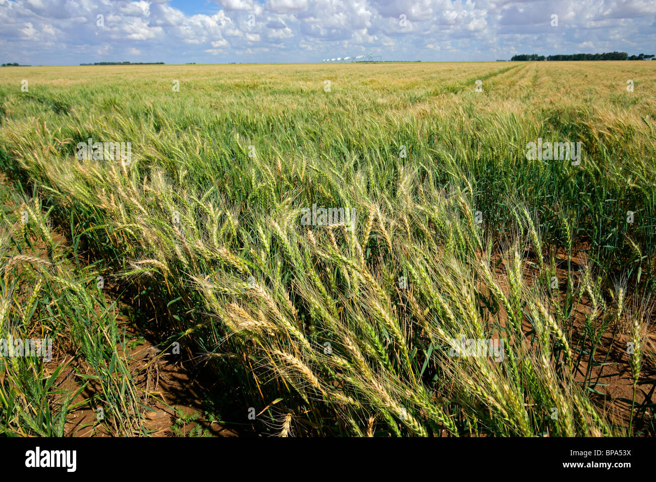 Cultivated field with waving green wheat Stock Photo