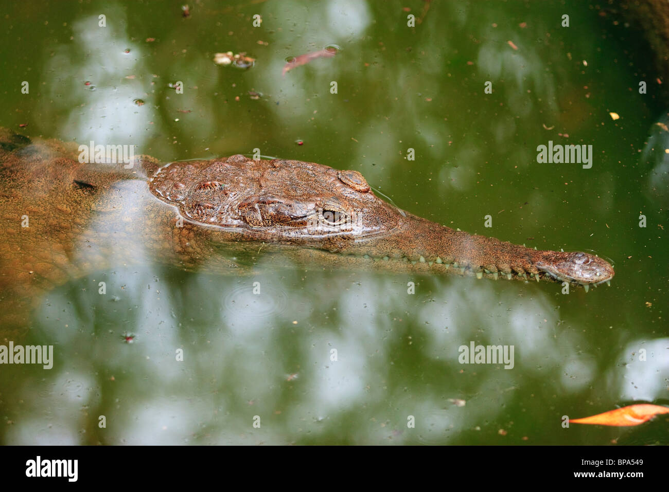 The smaller Freshwater Crocodile (Crocodylus johnstoni), is indigenous to Australia. Hartleys Crocodile Farm, Queensland Stock Photo