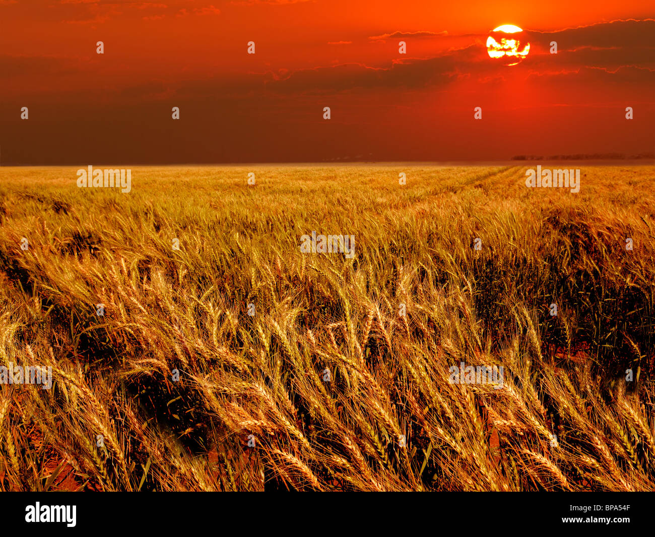 Wheat field in warm light at sunset Stock Photo