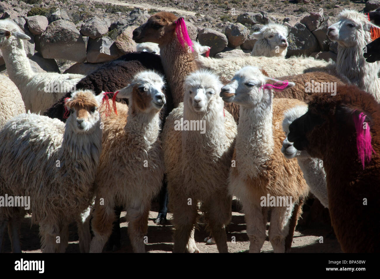 Alpacas, Vicugna pacos, with colourful ear identification tags, on show for tourists, near Arequipa, Peru. Stock Photo