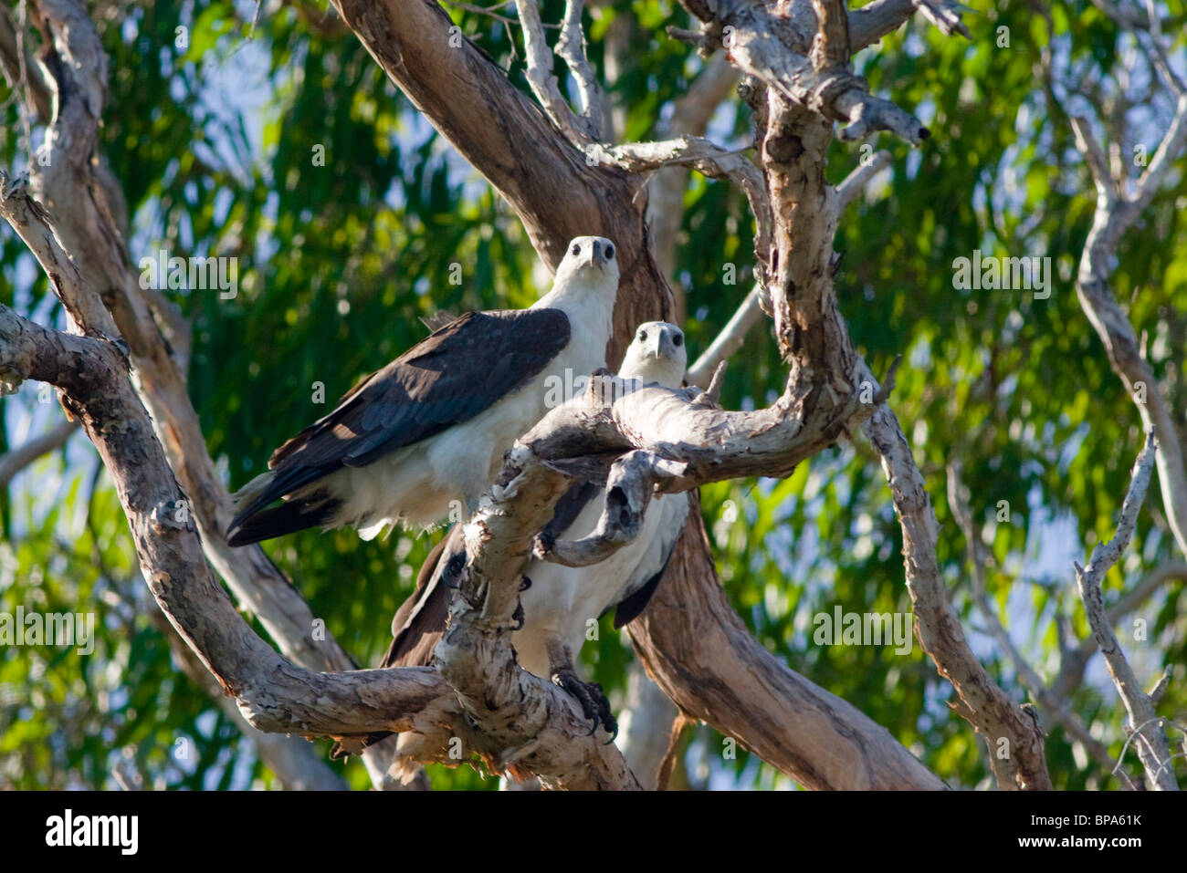 A pair of White-Bellied Sea Eagles (Haliaeetus leucogaster) peer down from a Melaleuca gum tree on Cape York, Queensland. Stock Photo