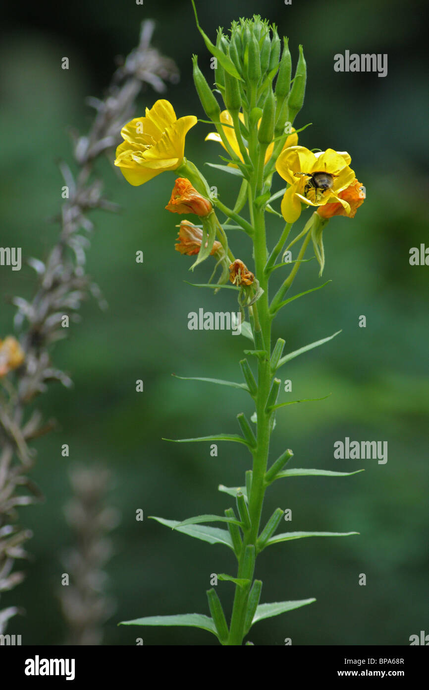 Common evening primrose (Oenothera biennis), also known as Evening star Stock Photo