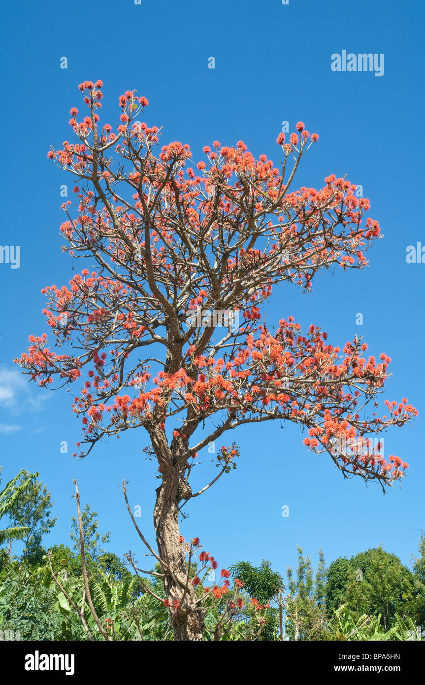 Flowering Coral tree Erythrina in Kilimanjaro Tanzania Stock Photo