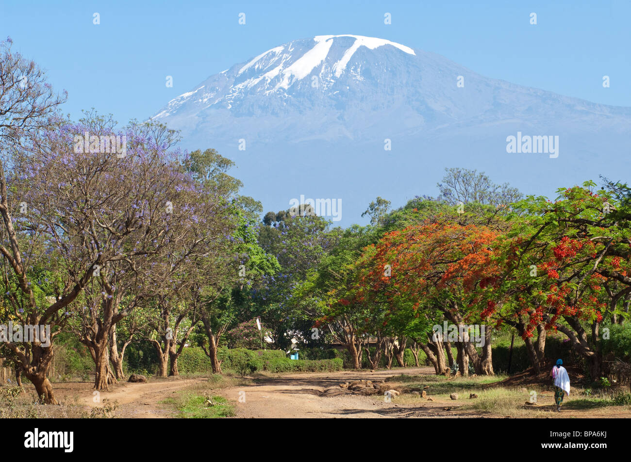 Kilimanjaro Alley with Flame trees Delonix regia in Moshi Tazania Stock Photo