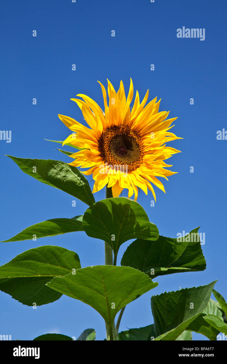 Yellow Sunflower or Helianthus annuus against a clear, cloudless, deep blue sky Stock Photo