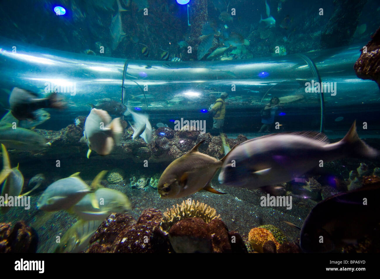 Looking into a giant aquarium at the Underwater World aquarium on Sentosa Island, Singapore Stock Photo