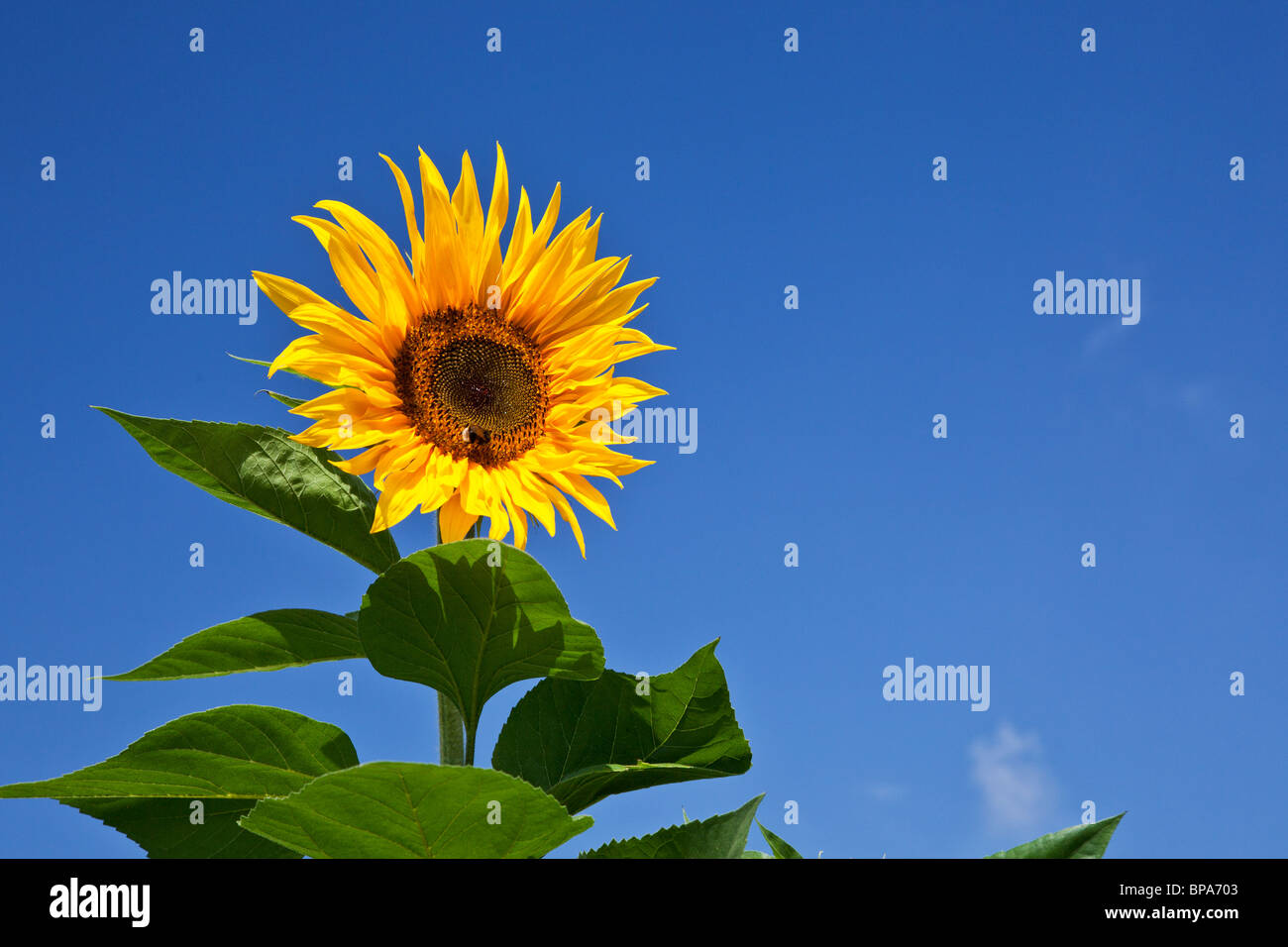 Yellow Sunflower or Helianthus annuus with honey bee, Apis mellifera, against a clear, cloudless, deep blue sky Stock Photo