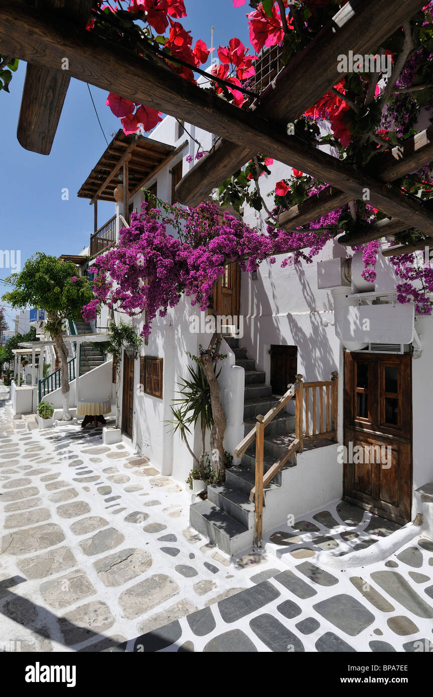 Bougainvillea & whitewashed buildings Mykonos Town Greece Stock Photo ...