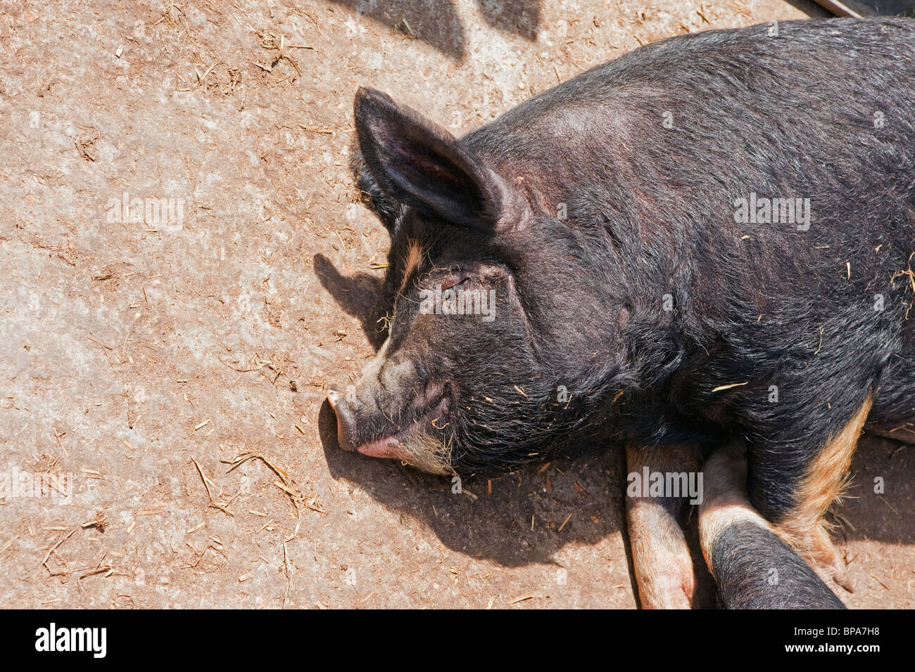 Rare breed Berkshire pig enjoying a doze in the sun Stock Photo