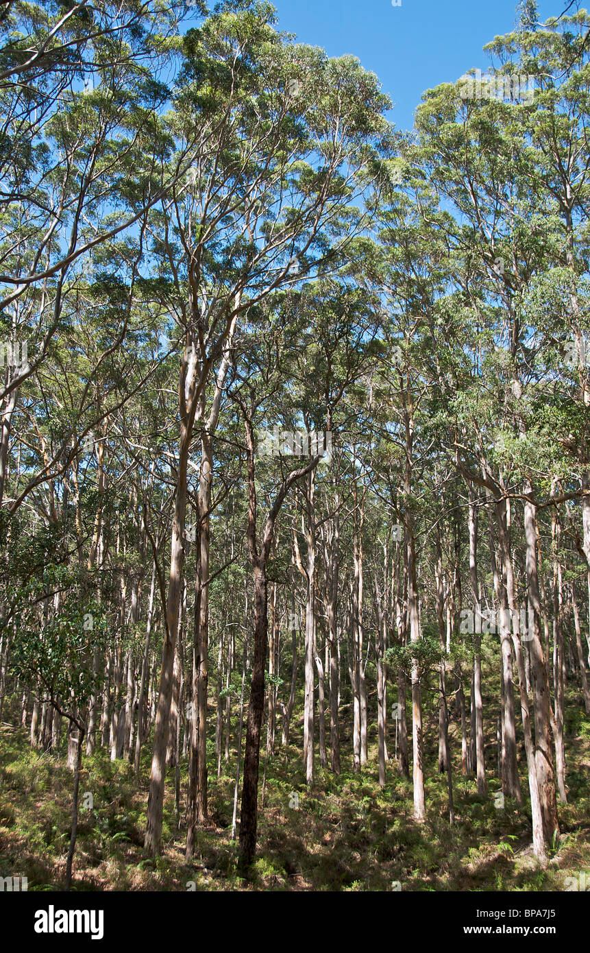 Karri tree eucalyptus diversicolor hi-res stock photography and images ...