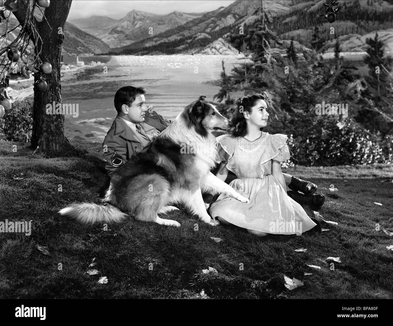 Courage of Lassie (1946) - Turner Classic Movies