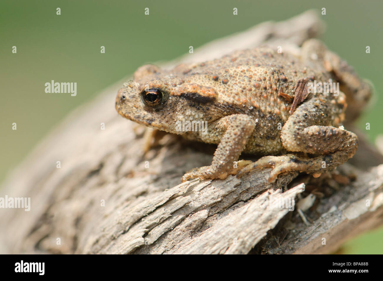 Young common Toad (Bufo bufo), Spain Stock Photo