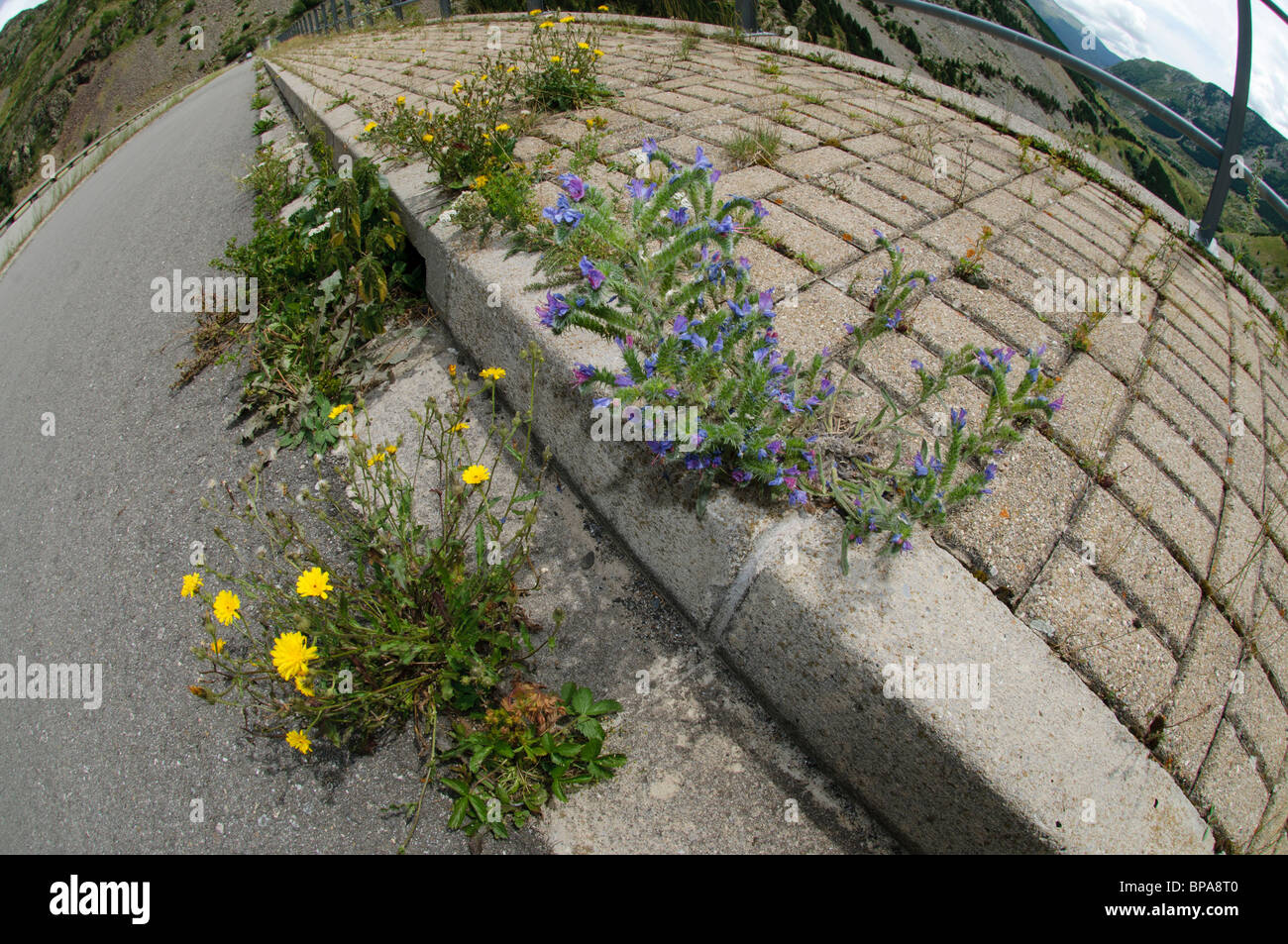 Flowers growing in an uncared paved road in the Pyrenees, Spain Stock